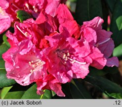 Rhododendron Hachrüh