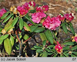 Rhododendron Hachrüh