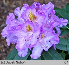 Rhododendron Frundsberg