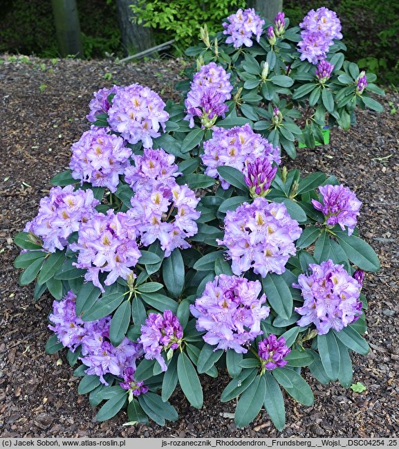 Rhododendron Frundsberg