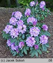 Rhododendron Frundsberg