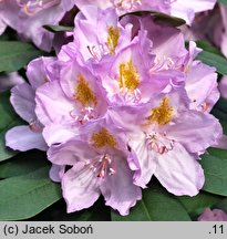 Rhododendron hort. Genoveva