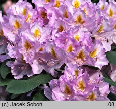 Rhododendron hort. Genoveva