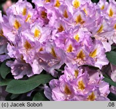 Rhododendron Genoveva