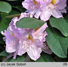 Rhododendron hort. Genoveva