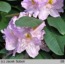 Rhododendron Genoveva