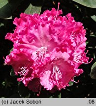Rhododendron hort. Germania