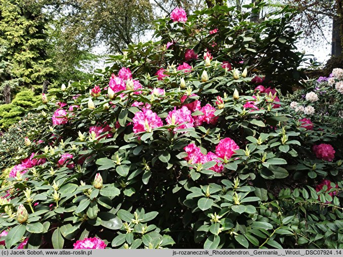 Rhododendron hort. Germania