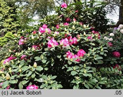 Rhododendron hort. Germania