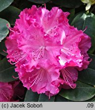 Rhododendron hort. Germania