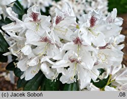 Rhododendron Gerstäcker