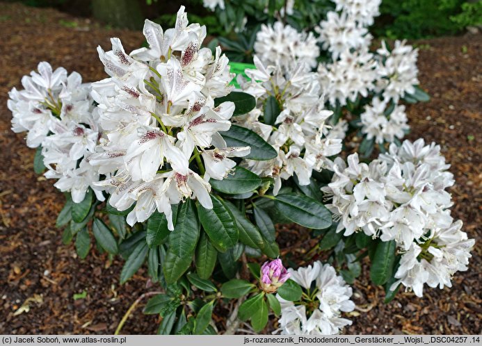 Rhododendron hort. Gerstäcker