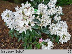 Rhododendron Gerstäcker