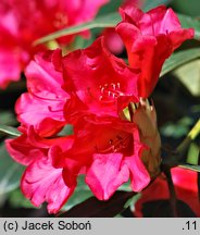 Rhododendron Gertrud Schäle