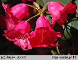 Rhododendron hort. Gertrud Schäle
