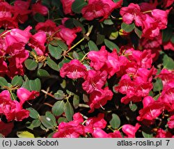 Rhododendron hort. Gertrud Schäle