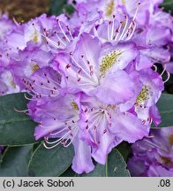 Rhododendron hort. Gisela