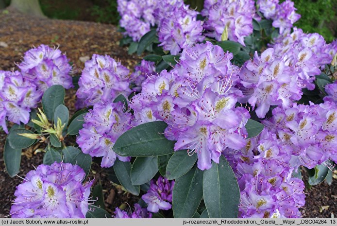 Rhododendron hort. Gisela