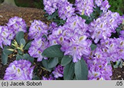 Rhododendron Gisela