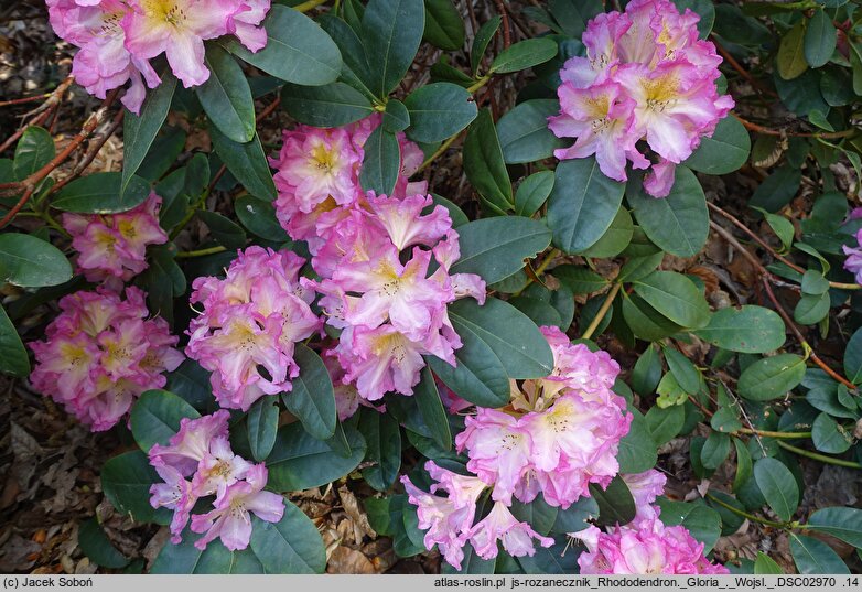 Rhododendron hort. Gloria