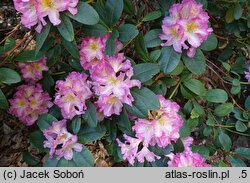 Rhododendron hort. Gloria