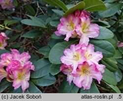 Rhododendron hort. Gloria