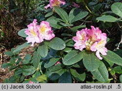 Rhododendron hort. Gloria