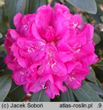 Rhododendron hort. Goethe