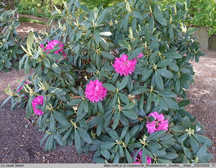 Rhododendron hort. Goethe