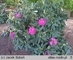 Rhododendron hort. Goethe