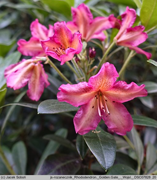 Rhododendron hort. Golden Gate