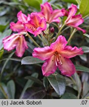 Rhododendron Golden Gate