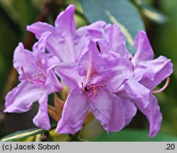 Rhododendron Goldfinger