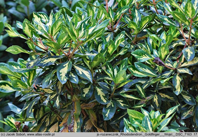 Rhododendron hort. Goldfinger