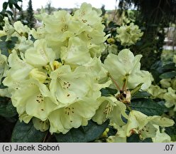 Rhododendron hort. Goldkrone