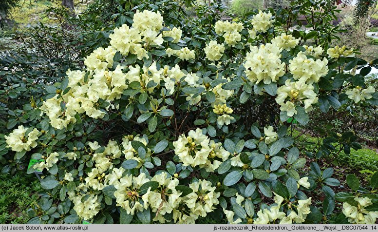 Rhododendron hort. Goldkrone