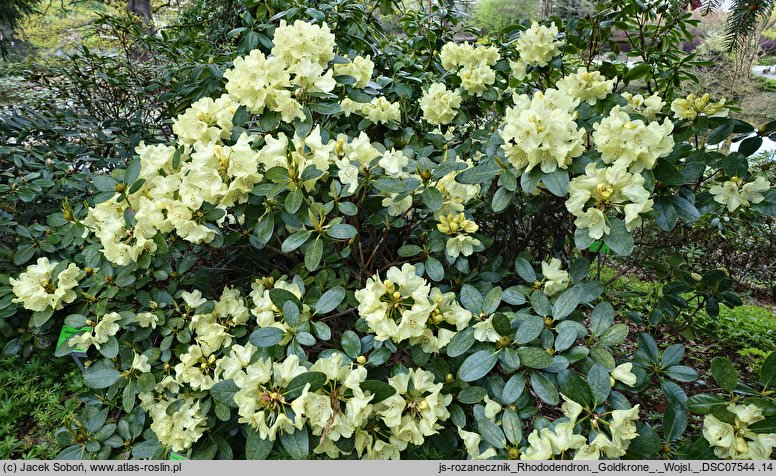 Rhododendron Goldkrone