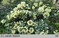 Rhododendron Goldkrone