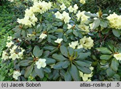 Rhododendron hort. Goldprinz