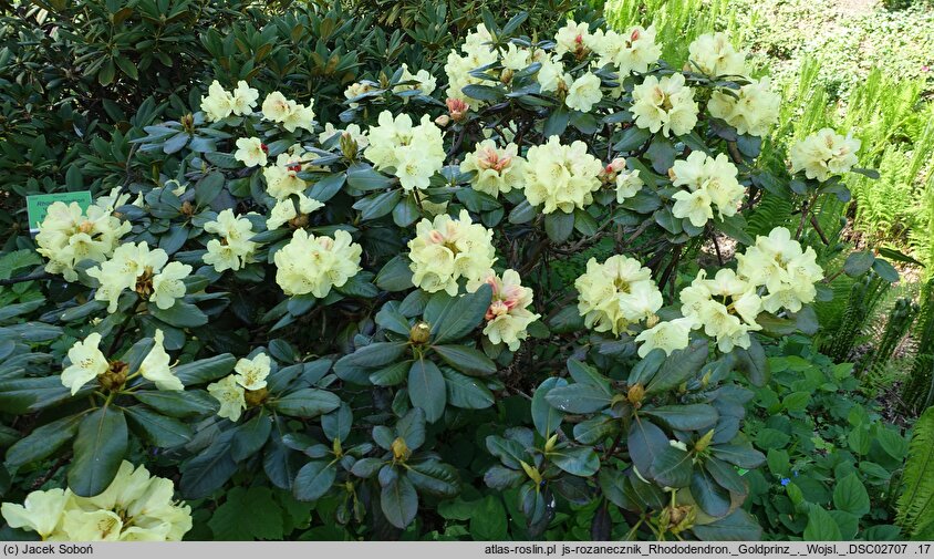 Rhododendron hort. Goldprinz