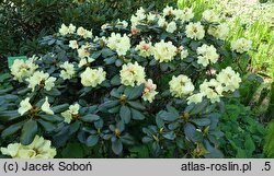 Rhododendron hort. Goldprinz