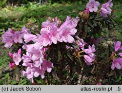 Rhododendron hort. Graziella