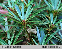 Rhododendron Graziella