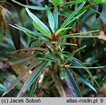 Rhododendron Graziella