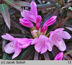 Rhododendron Graziella