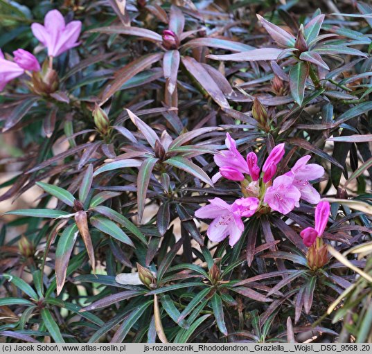 Rhododendron hort. Graziella