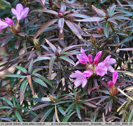 Rhododendron Graziella