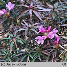 Rhododendron Graziella