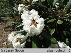 Rhododendron hort. Great Dane