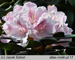 Rhododendron hort. Grugaperle